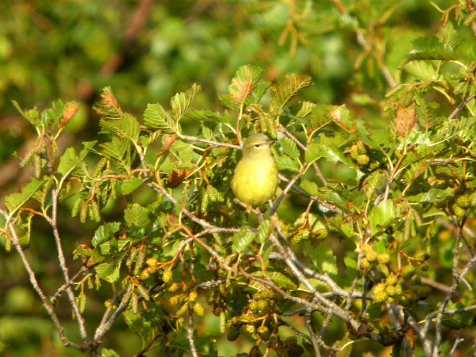 DSCN0606c Orange-crowned Warbler Potter Marsh Boardwalk Anchorage AK 8-22-2018
