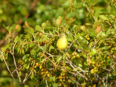 DSCN0606c Orange-crowned Warbler Potter Marsh Boardwalk Anchorage AK 8-22-2018