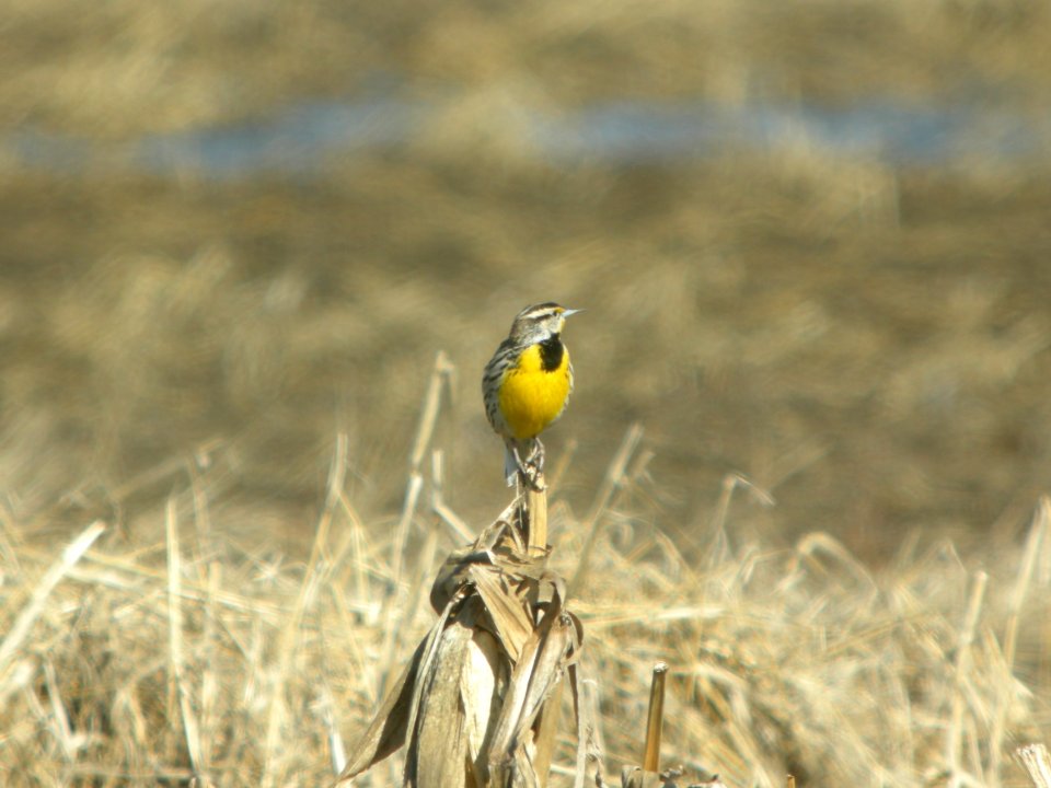 DSCN9573c Eastern Meadowlark Willowhavern Area Kankakee Co IL 3-18-2018