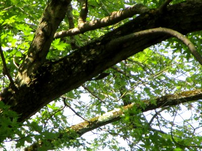 IMG 0200c Brown Creeper LaSalle FWA IN 7-16-2018