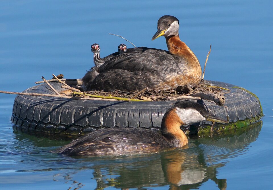 Water wildlife nature