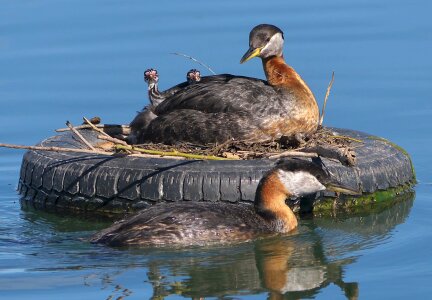 Water wildlife nature photo