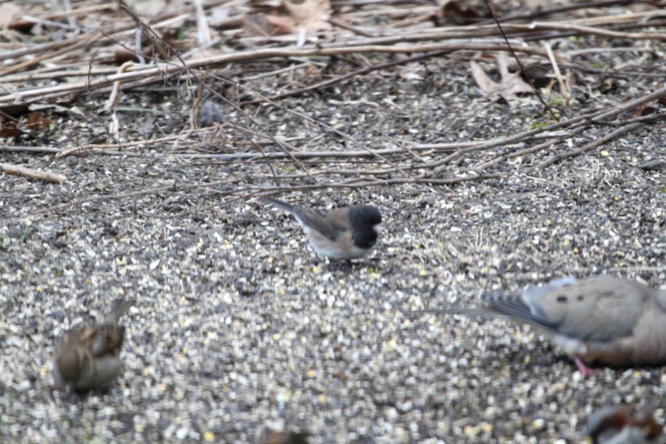 IMG 8552c Dark-eyed Junco (Oregon) Hse Kankakee IL 4-4-2018 photo