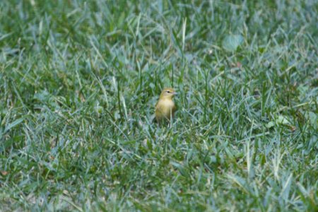 IMG 1416c Tennessee Warbler Hse Kankakee IL 8-27-2018