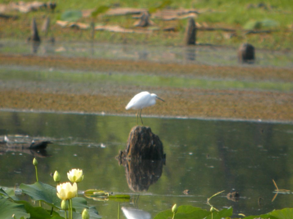 DSCN0432c Snowy Egret LaSalle FWA-IN 8-13-2018