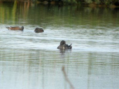 DSCN0479c Ring-necked Duck Potter Marsh Boardwalk Anchorage AK 8-16-2018 photo