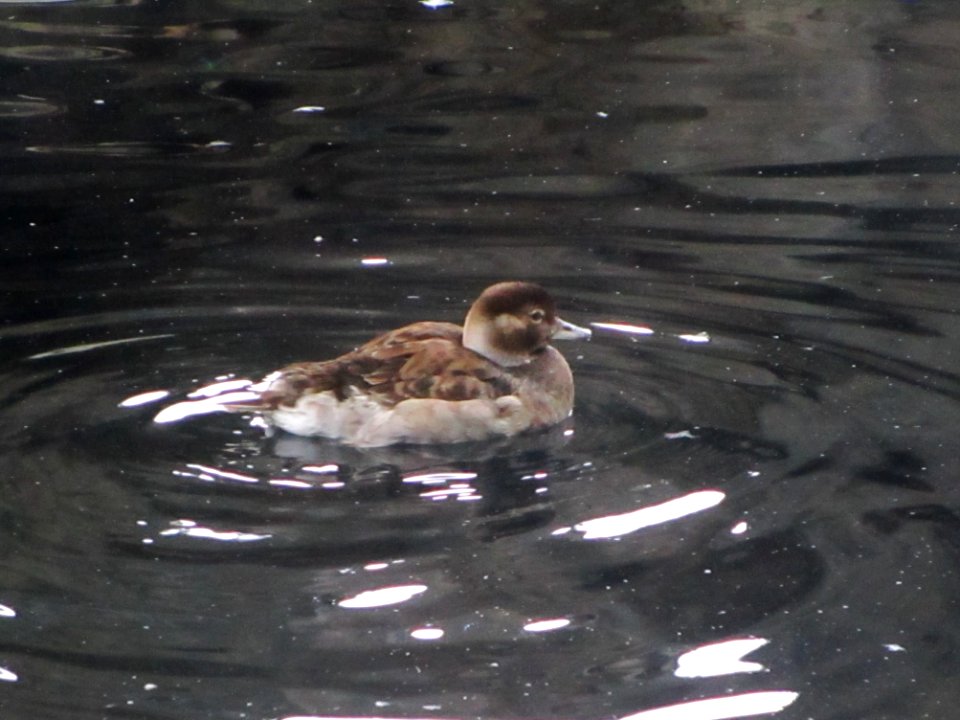 IMG 0254c Long-tailed Duck Museum Seward AK 8-19-2018