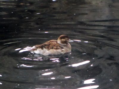 IMG 0254c Long-tailed Duck Museum Seward AK 8-19-2018