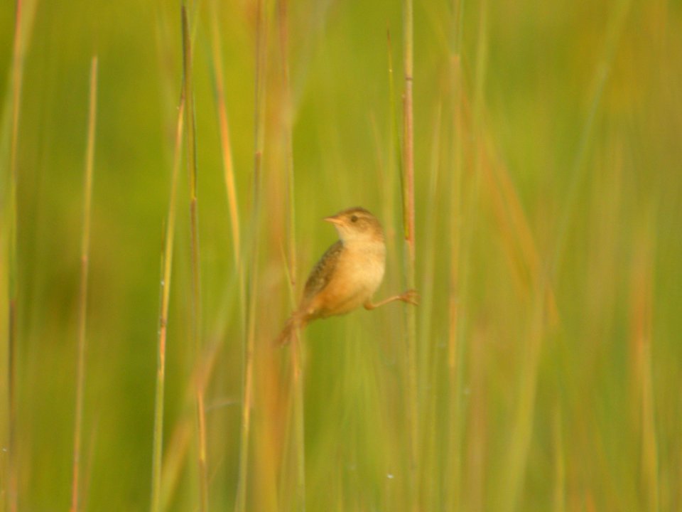 DSCN0177c Sedge Wren Perry Farm Kankakee Co IL 7-24-2018