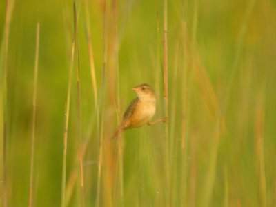 DSCN0177c Sedge Wren Perry Farm Kankakee Co IL 7-24-2018
