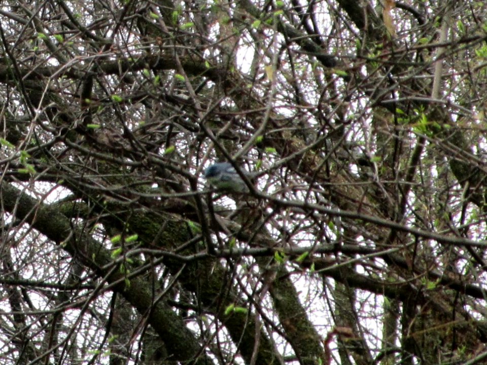 IMG 0049c Cerulean Warbler Cavalier De LaSalle Park Bourbonnais, IL 5-3-2018