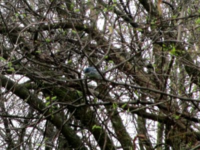 IMG 0049c Cerulean Warbler Cavalier De LaSalle Park Bourbonnais, IL 5-3-2018