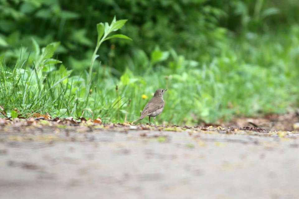 IMG 9866c Gray-cheeked Thrush LeVasseur Park Kankakee IL 5-14-2018
