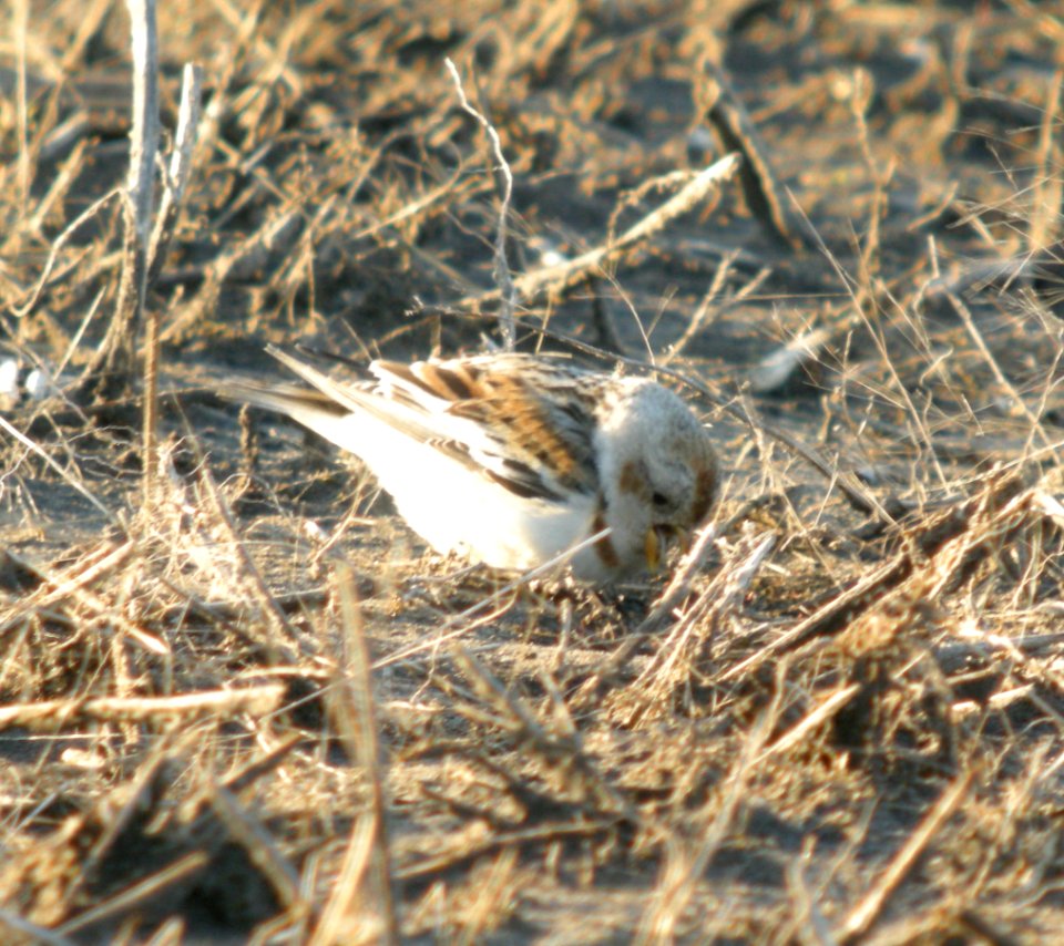 DSCN2937 c Snow Bunting TNC Kankakee Sands IN 4-1-2014