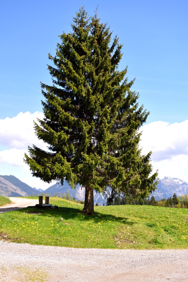 Fir tree landscape nature