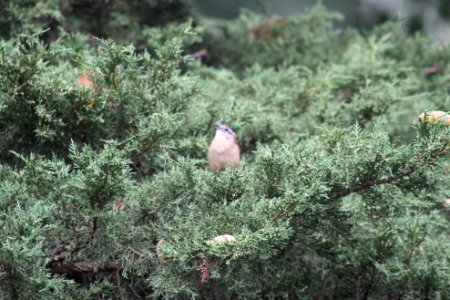 IMG 2521c Carolina Wren Hse Kankakee IL 10-7-2018