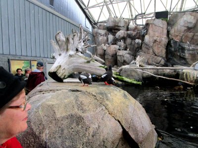 IMG 0245c Pigeon Guillemot Museum Seward-AK 8-19-2018