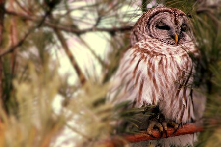Nature wildlife brown owl photo