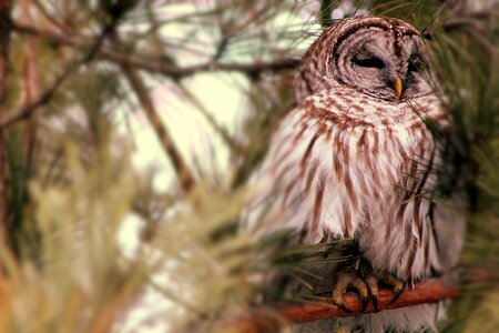Nature wildlife brown owl