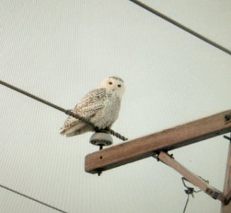 DSCN0377 c Snowy Owl Manteno IL 12-31-13 Kendra Hansen Photo