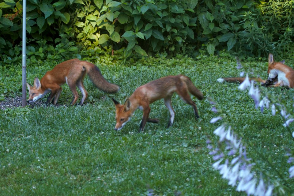 IMG 0825c Red Fox Hse Kankakee IL 7-8-2018