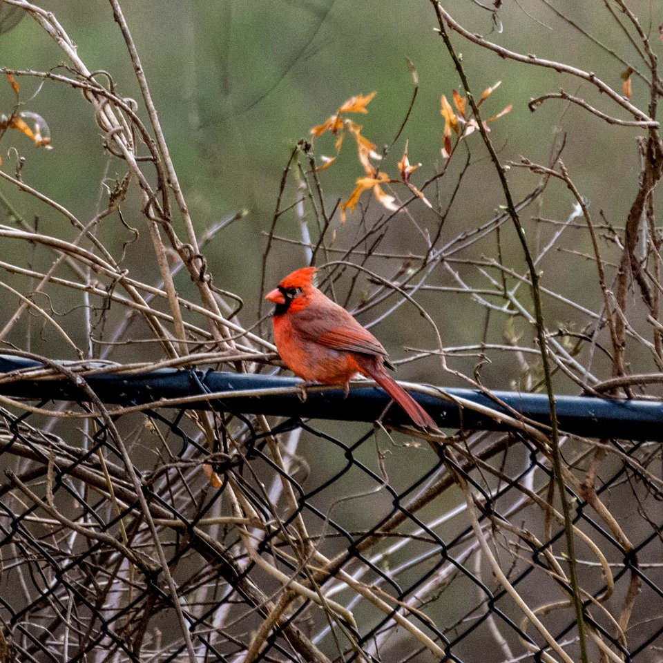 Angry Cardinal Hates the Paparazzi