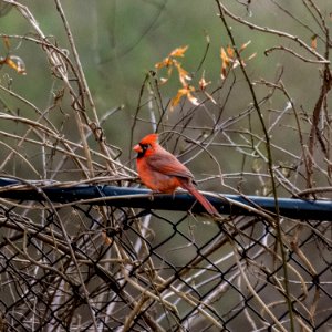 Angry Cardinal Hates the Paparazzi photo