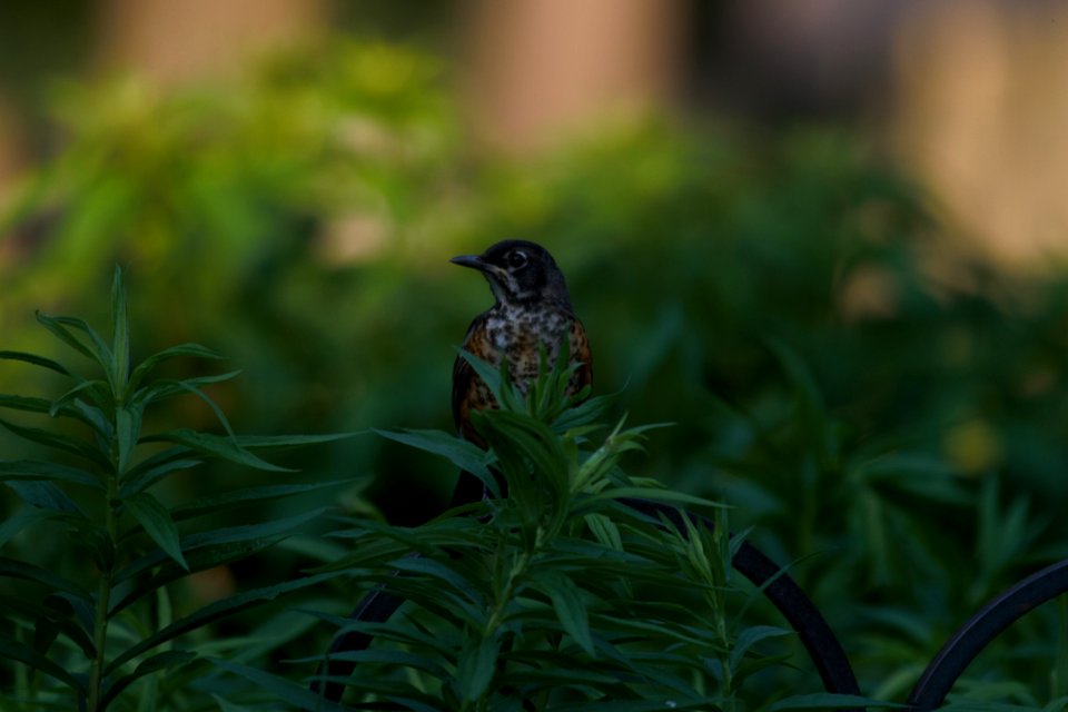 IMG 0473c American Robin Hse Kankakee IL 6-15-2018