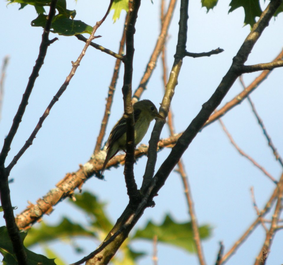 DSCN9705 c Acadian Flycatcher Kankakee Co IL 8-3-13