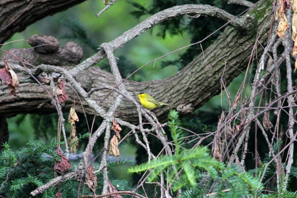 IMG 1677c Wilson's Warbler Hse Kankakee IL 9-8-2018