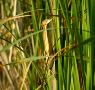 DSCN9768 c Least Bittern Newton Co IN 8-7-13 photo