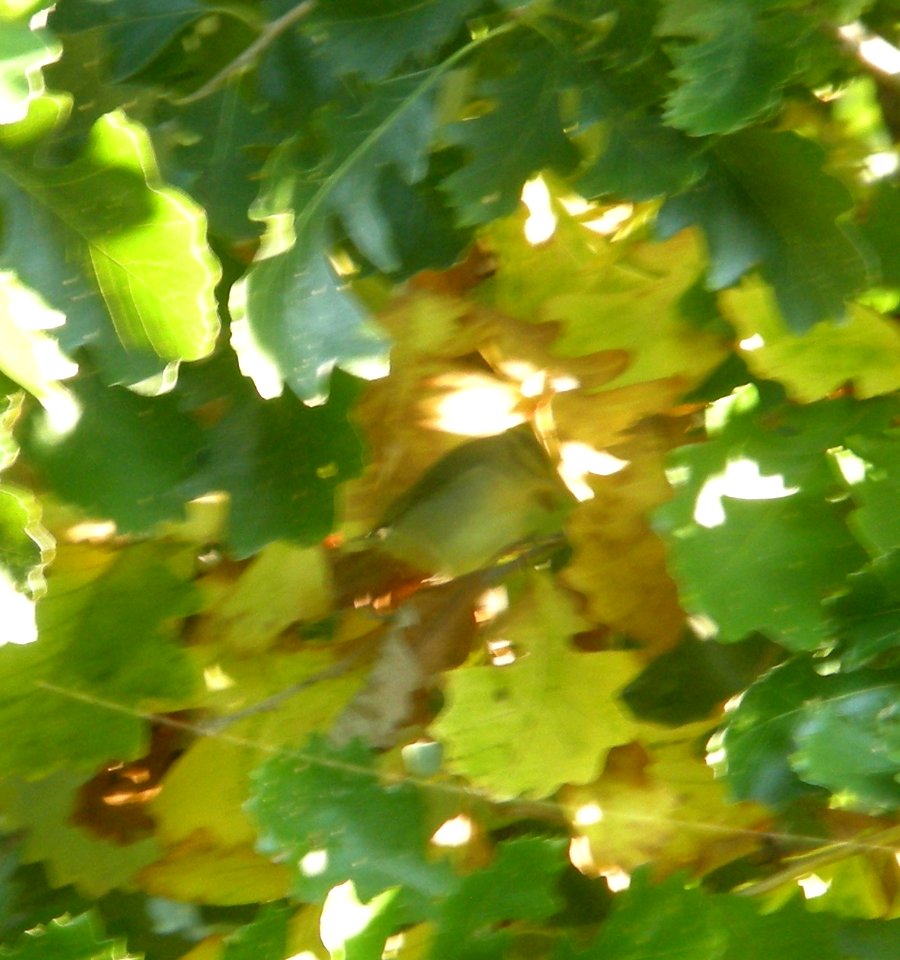 DSCN0753 c Worm-eating Warbler  Kankakee IL 9-29-2013