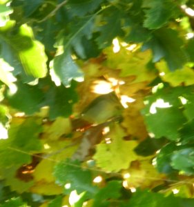 DSCN0753 c Worm-eating Warbler  Kankakee IL 9-29-2013