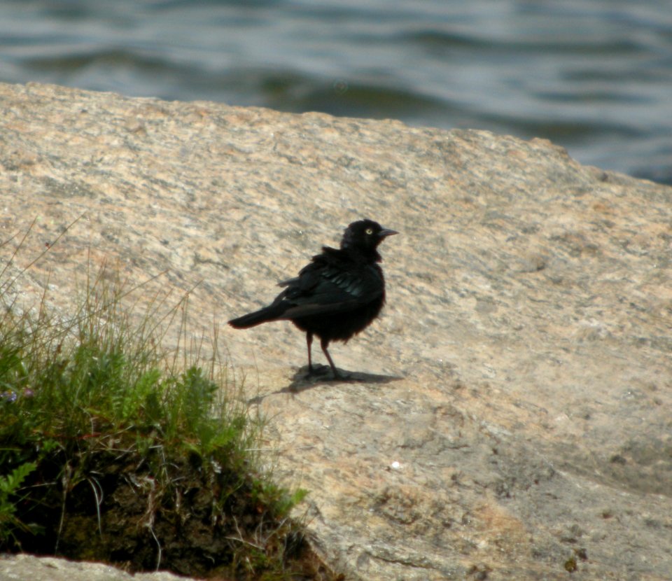 DSCN9647 c Brewer's Blackbird Eleven Mile SP Area Wildcat Campground CO 7-27-2013
