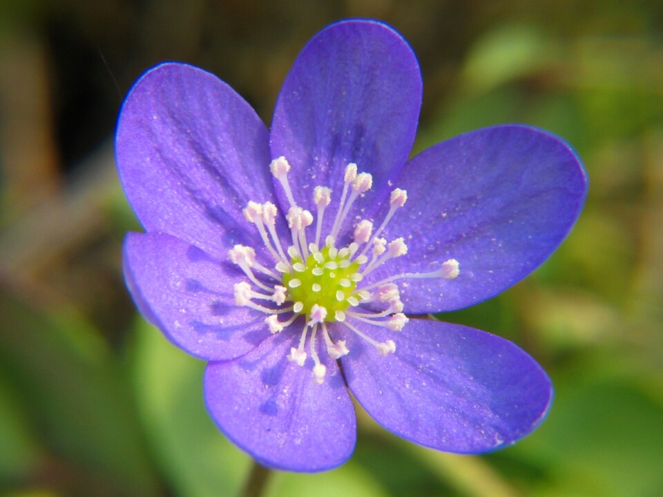 Bloom blossom bloom
