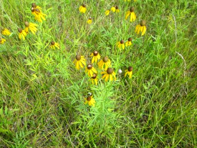 IMG 0211c Yellow Coneflower Braidwood IL 7-19-2018