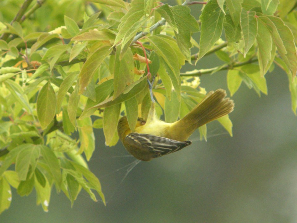 DSCN0366c Orchard Oriole Braidwood Lake IL 8-7-2018