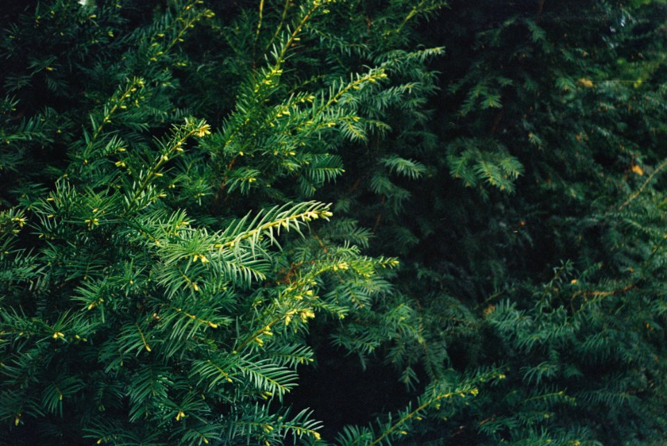 Smena Symbol - Yew in Lužánky Park