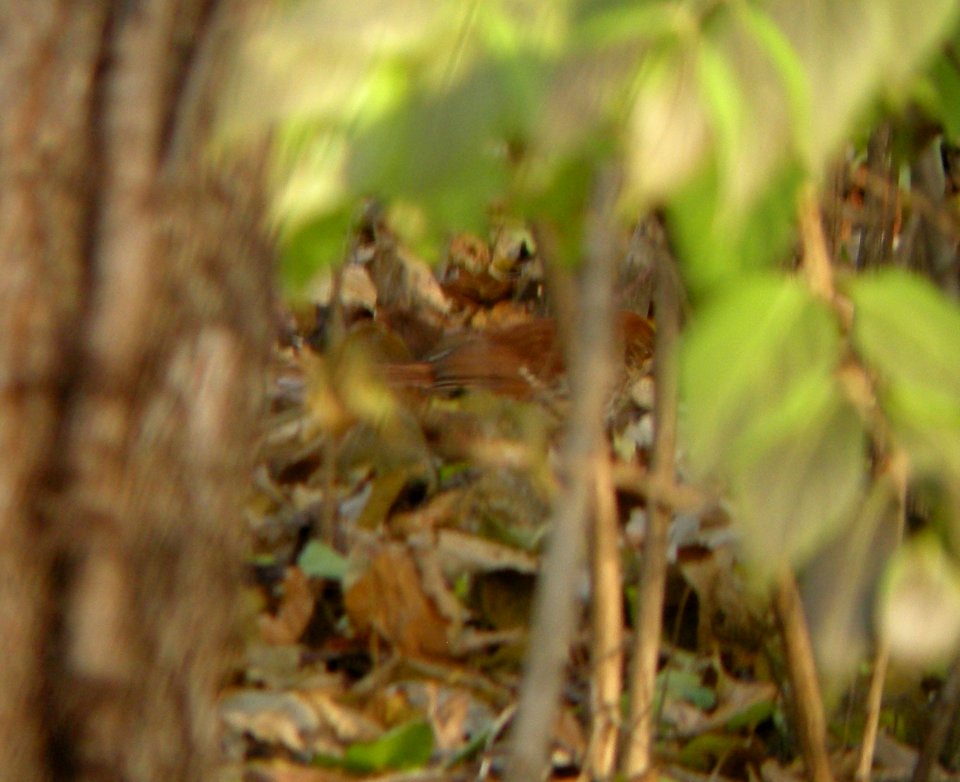 DSCN0099 c Brown Thrasher  Kankakee Co IL 11-20-2013 (Photo Thru Bins)