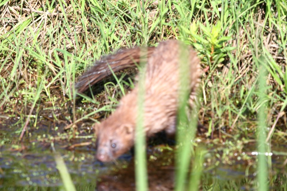 IMG 9667c Mink TNC Kankakee Sands Newton Co IN 5-10-2018