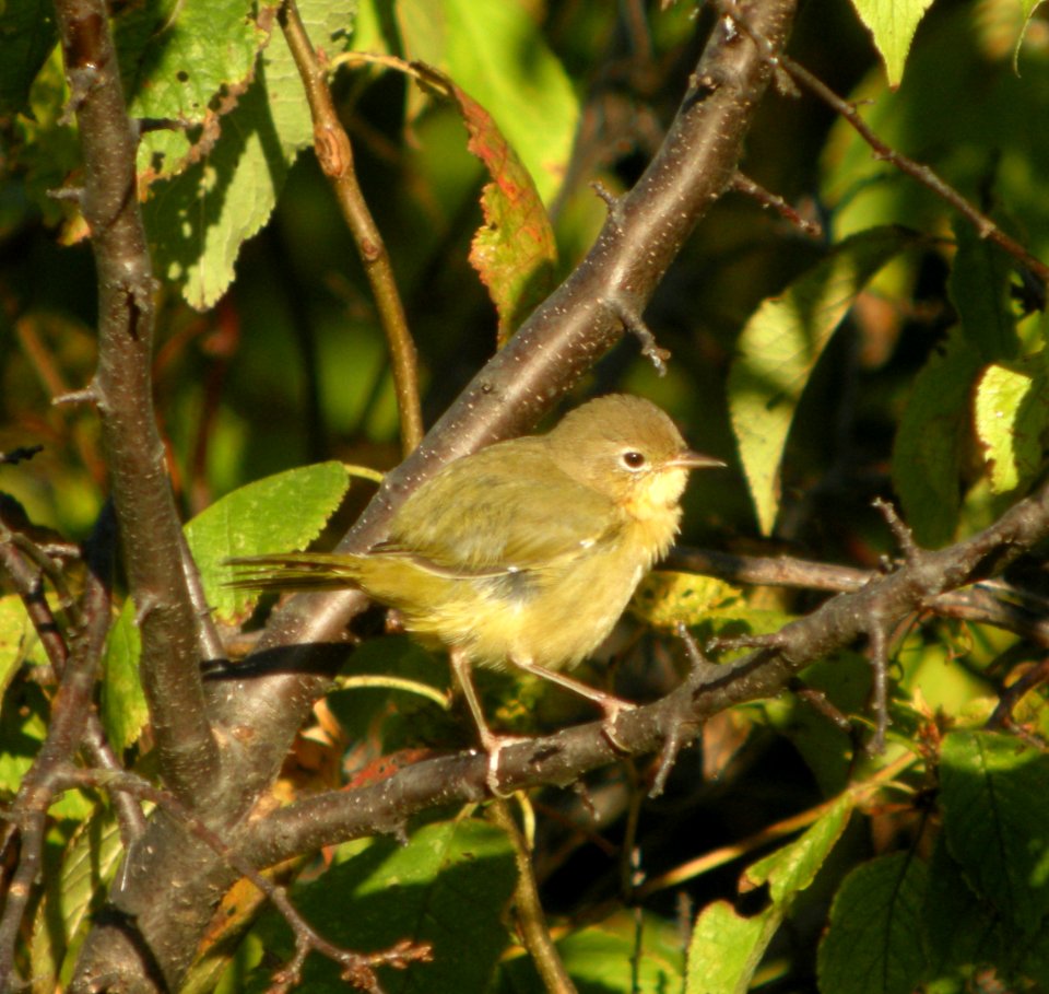 DSCN0619 c Common Yellowthroat Kankakee Co IL 9-14-2013