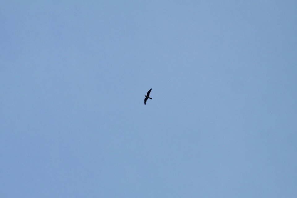 IMG 0025c Common Nighthawk Hse Kankakee IL 5-19-2018