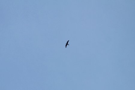 IMG 0025c Common Nighthawk Hse Kankakee IL 5-19-2018