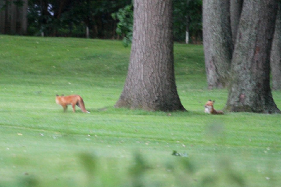 IMG 0284c Red Fox Hse Kankakee IL 6-1-2018