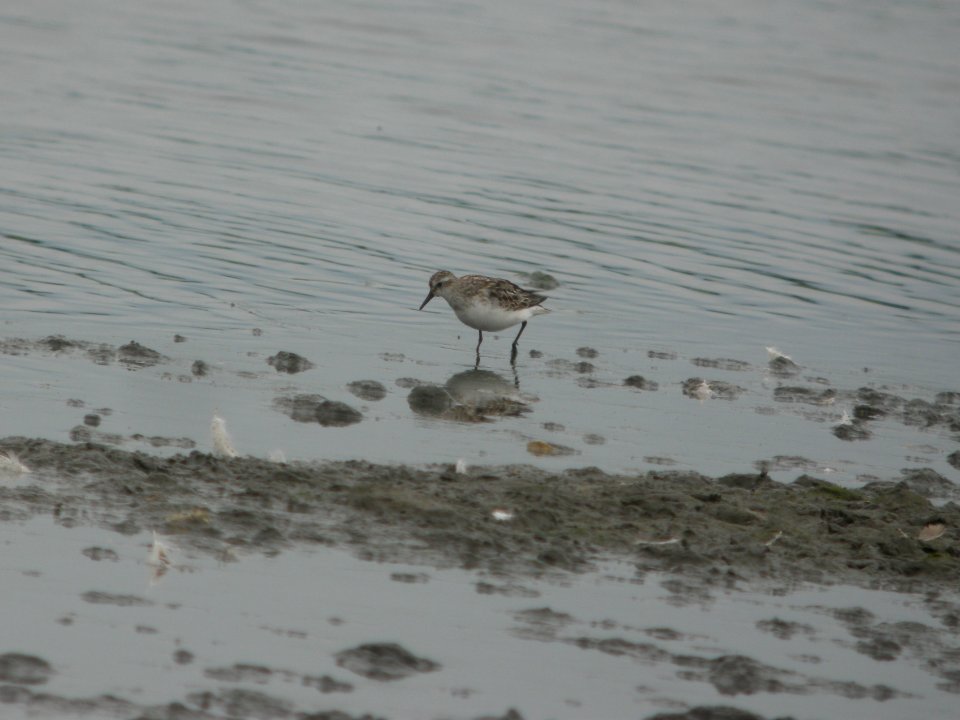 DSCN0360c Semipalmated Sandpiper Willowhavern Area Kankakee Co IL 8-6-2018