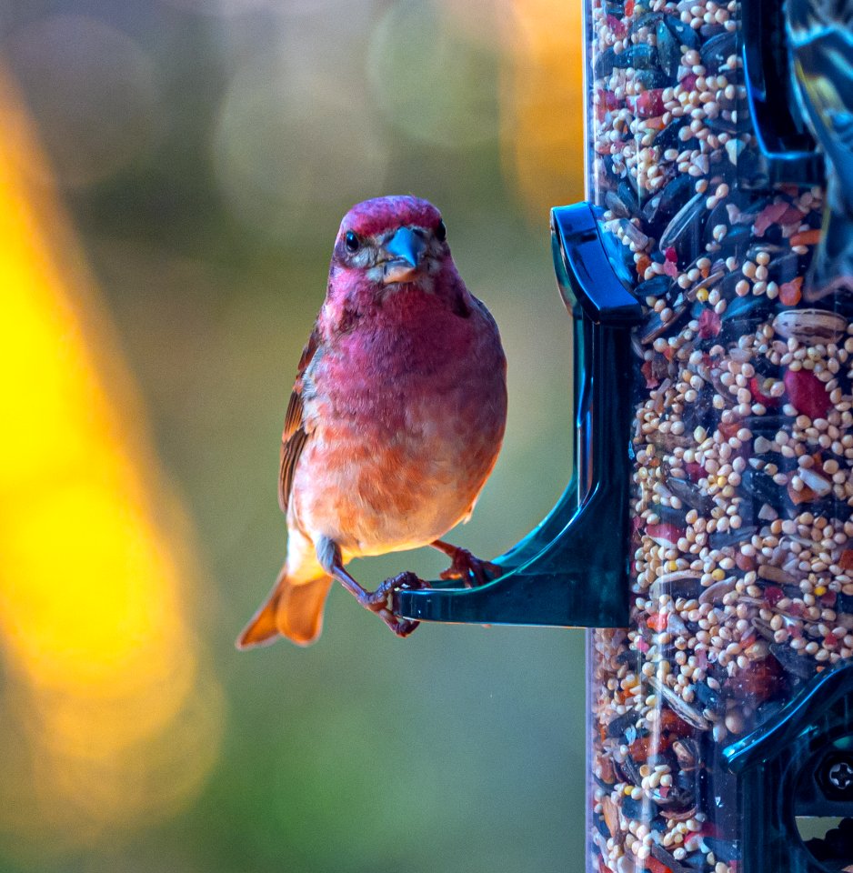 Day 3 - Purple Finch