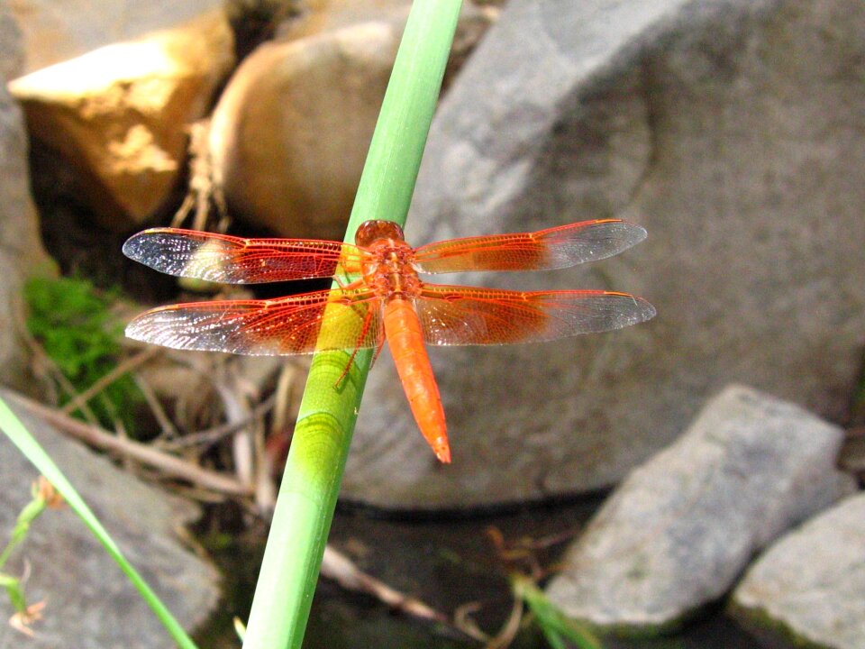 Outdoors resting plant