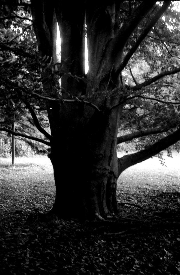 Zenit 11 - Melancholy Garden 12