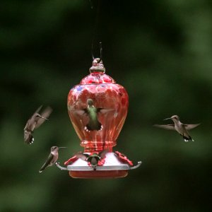 Hummingirds in Macon, Georgia on 7-18-19