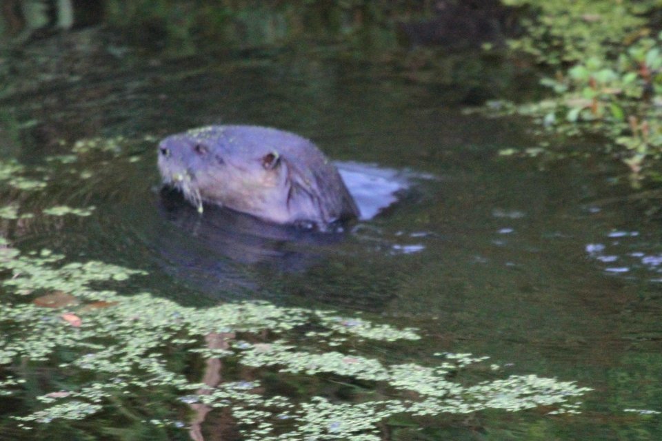 IMG 1483c NA River Otter LaSalle FWA IN 8-30-2018